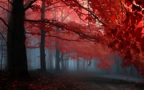 Free Download Tree Red Leafs Forrest Wallpaper 1680x1050 148294
