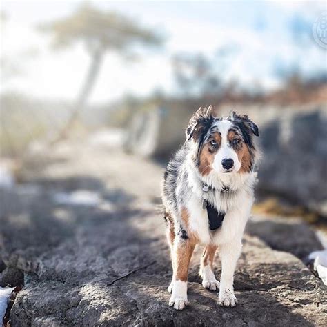Look At This Happy Australian Shepherd Pretty Dogs Beautiful Dogs