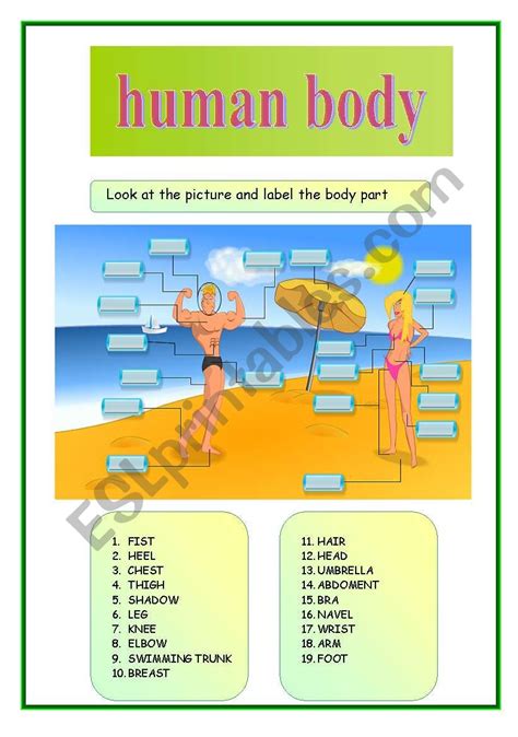 Human Body Esl Worksheet By Nakanaori