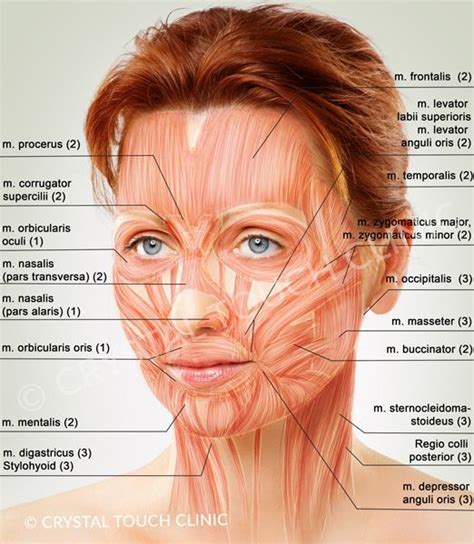 Facial Muscles Anatomy Explore The Muscles Of The Face
