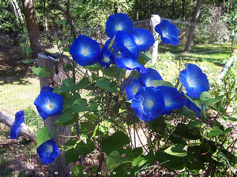 In the islamic calendar the months start with the first sighting. Exploring Hawaii's Floral Treasure | All About Flowers ...