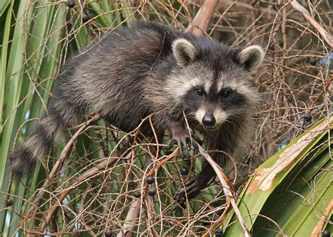 Raccoon Procyon Lotor On Cabbage Palm Sabal Palmetto Flickr