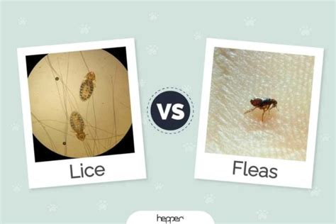 Cat Lice Vs Fleas What Does My Cat Have What Are The Differences Hepper