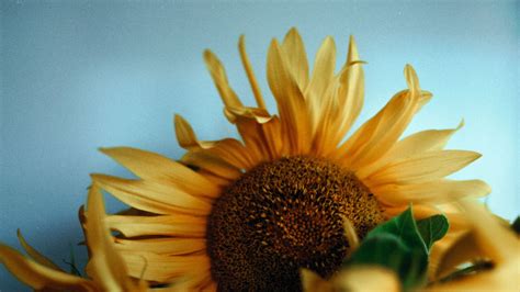 Download Wallpaper 1920x1080 Sunflowers Bouquet Vase