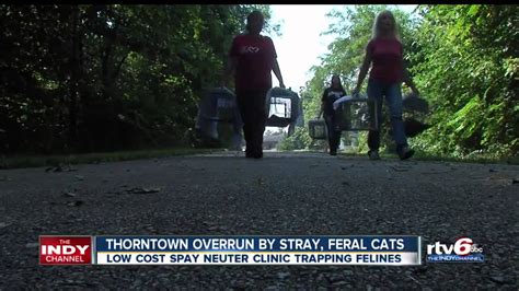 Feral Stray Cats Overrun Ind Town Youtube