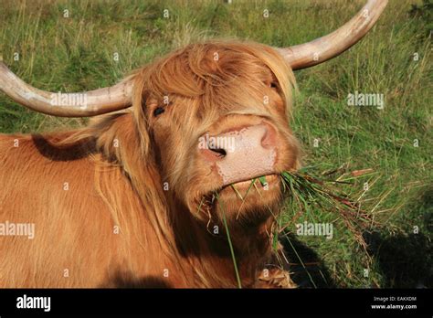 Highland Cow In The Trossachs Scotland Uk Stock Photo Alamy