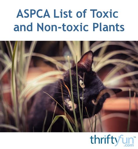 Aspca List Of Toxic And Non Toxic Plants Thriftyfun