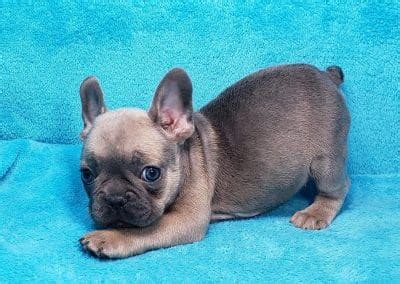 frenchtons  design simply   frenchton puppy   family