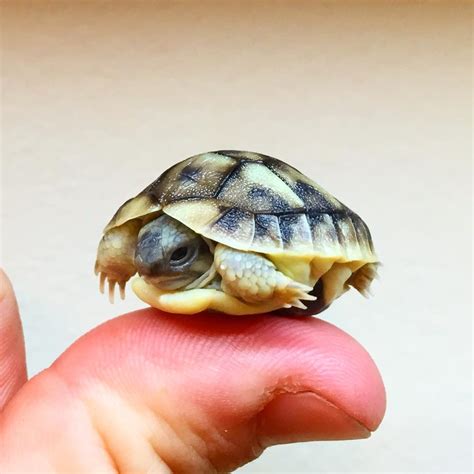 Western Hermann Tortoise Size