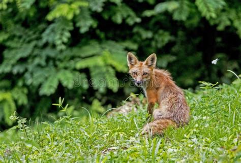 A Young Red Fox Sits In Green Grass Staring At The Camera Stock Photo