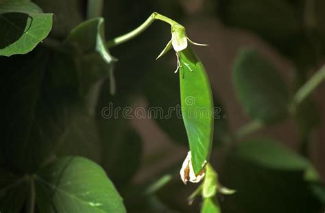Flat Young Green Developing Pea Pod Stock Image Image Of Beauty