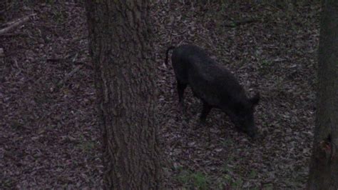 Bowhunting Wild Hogs In Texas Headshot Youtube