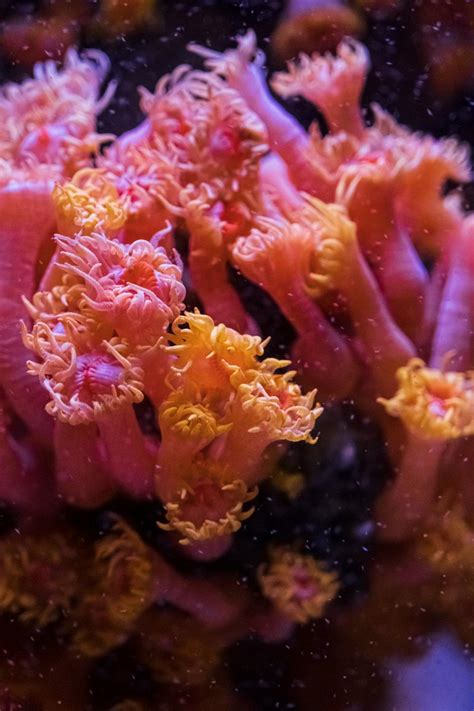 Pink Coral Reef In Close Up Photography · Free Stock Photo