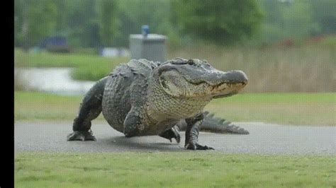 Meet Tripod The 3 Legged Alligator Who Hangs Out At The Tpc Louisiana