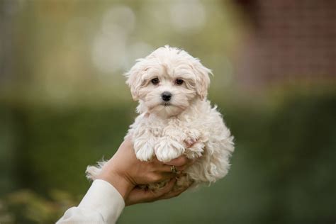 Maltese Poodle Dog Breed Guide Dog Academy