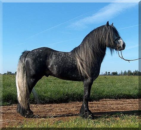 pin  hazel vickers  horse  pony mule donkey fell pony beautiful horses