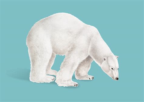 Polar Bear Illustration Download Free Vectors Clipart Graphics