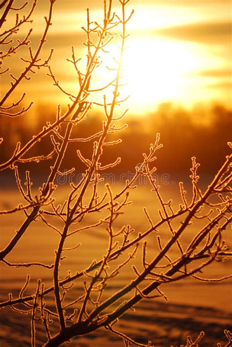 Frost On Tree At The Sunrise Royalty Free Stock Images