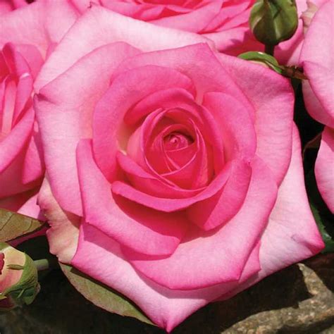 Beverly Hybrid Tea Rose Light Pink Blooms 4 Pot Repeat Bloomer