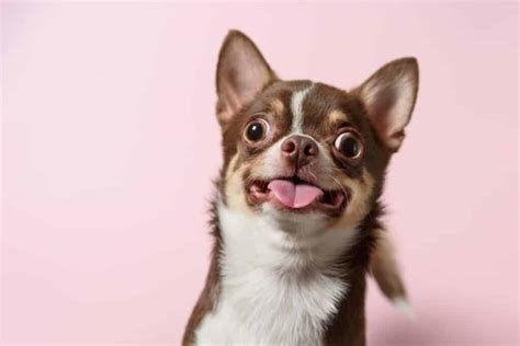 Cute Brown Mexican Chihuahua Dog With Tongue Out Isolated On Pink