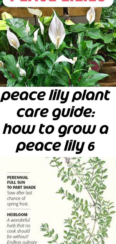 The peace lily plant or spathiphyllum first came to europe in 1824 when it was found by gustav wallis in the colombian jungle. Peace lily is a low light indoor houseplant that flowers ...
