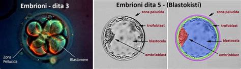 Zhvillimi I Embrionit