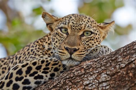 Samburu National Reserve Wildlife Location In Kenya Africa Wildlife