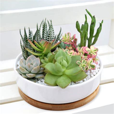 6 Inch Modern White Ceramic Round Succulent Cactus Planter Pot With