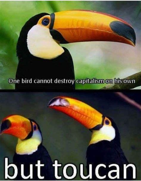 Toucan Meme Guy