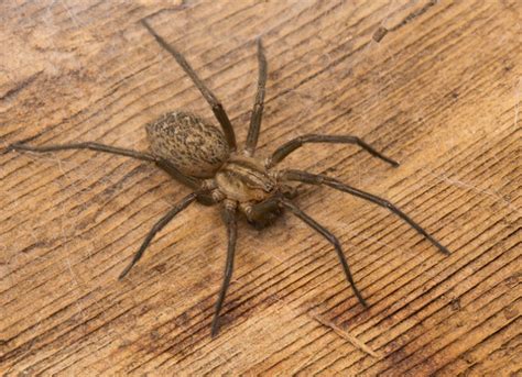 The Real House Spiders Of Vancouver Spiderbytes