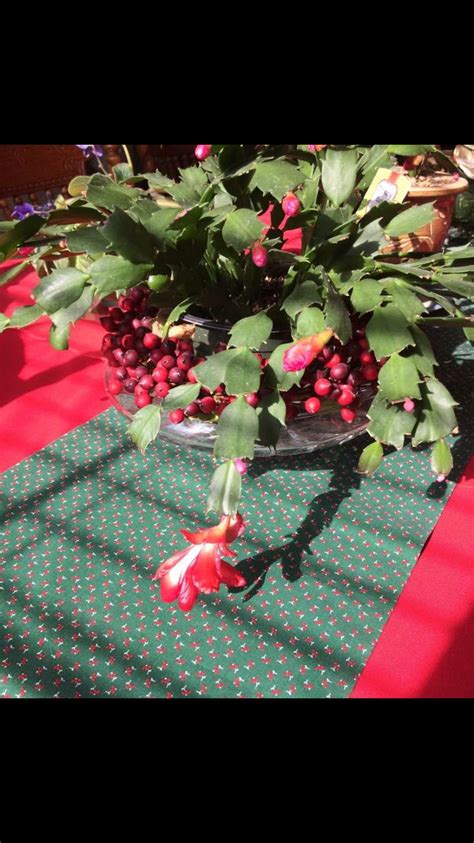 Find great deals on ebay for christmas cactus red. Idea to display Christmas cactus ~ place pot on a glass ...