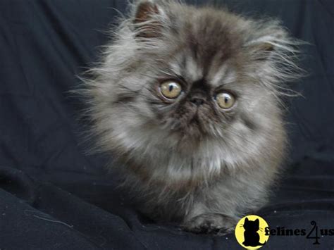 Persian Kitten For Sale Black Smoke Persian Kitten 8 Yrs