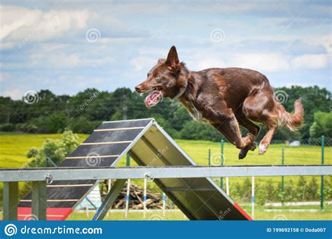 Crazy Border Collie Is Running In Agility Park On Dog Walk Stock Photo