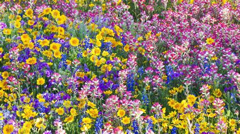 Wild Flowers Wallpaper 64 Images