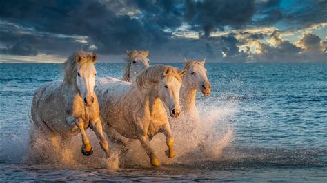 White Horses Are Running On Beach With Background Of Blue