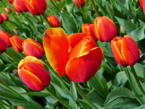 People feel better on rainey april days when they think of the warn weather and pretty. Tea and Circuses: April Showers bring May Flowers and ...