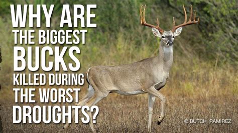 Why Are The Biggest Bucks Killed During The Worst Droughts