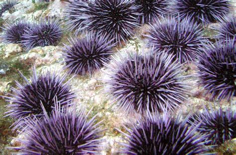 Similar to sea stars, sea urchins have a water vascular system. Overfishing Implicated in Sea Urchin Epidemics - Conservation