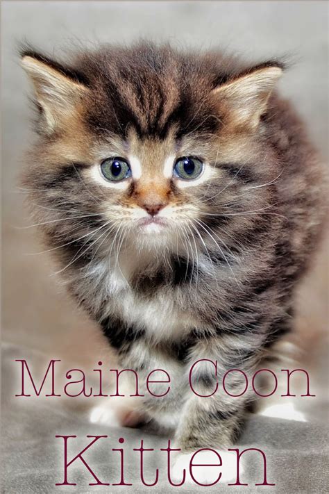 Maine coon cats are moderately active. Maine Coon Kittens: Choosing And Raising Your Maine Coon ...