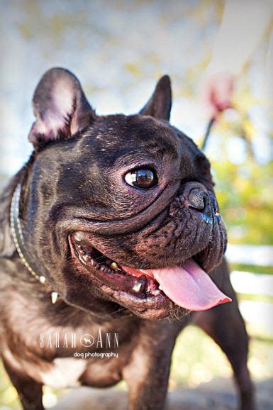 French Bulldog Smiling Image Sarahann Dog Photographysarahann Dog