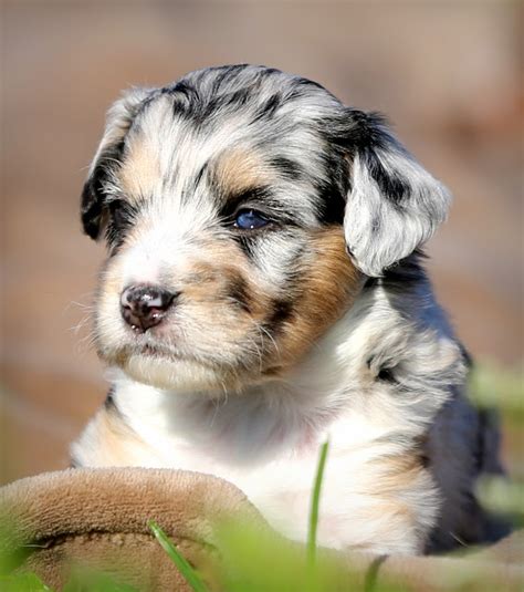 That said, finding a respected breeder who can provide health records of both parents. Our Recommended Aussiedoodle Breeders List- Aussiedoodle ...