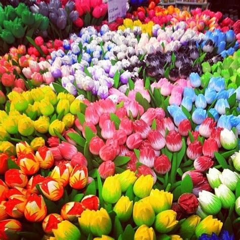 Beautiful Tulips Of All Colors Beautiful Flowers Petal Floral Flowers