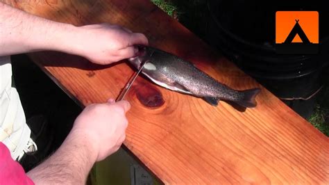 How to clean and fillet a trout - YouTube