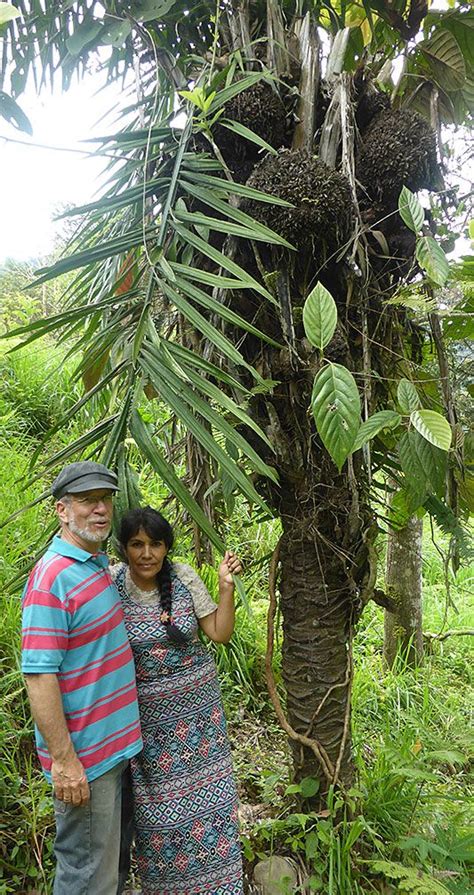 Palm tree branch and seed pods removal. 17 Best images about Phytelephas Tagua Palm Trees on ...