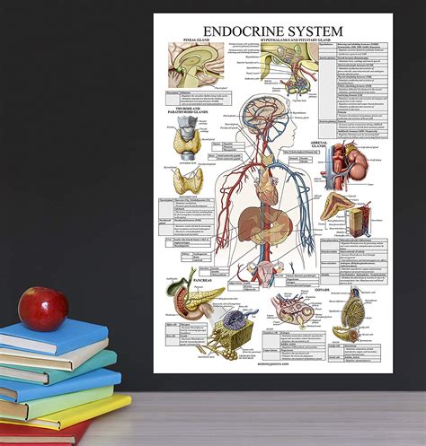 Endocrine System Anatomical Chart Laminated Palace Learning