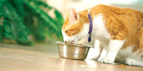 When a cat throws up yellow liquid, it means that the bile isn't on its proper way to the stomach. Why is my cat throwing up food after eating? | Hill's Pet