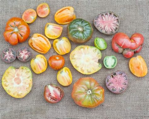 Heirloom Tomatoes Everything You Need To Know