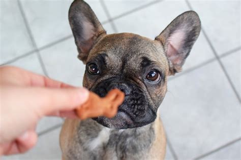 Have a pudgy dog you still want to give a treat to once in a while? Homemade Low Fat Dog Treats Perfect For National Pet Day