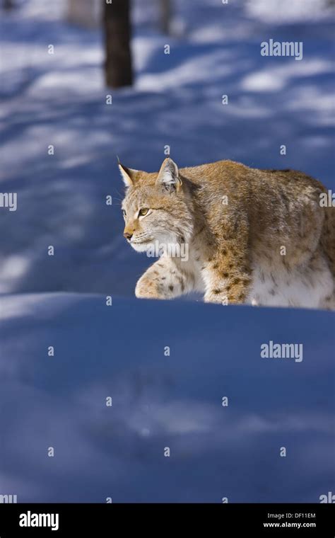 Eurasian Lynx Lynx Lynx Stock Photo Alamy