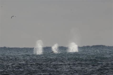 Hundreds Of Whales Swim Past Grindavík Iceland Monitor